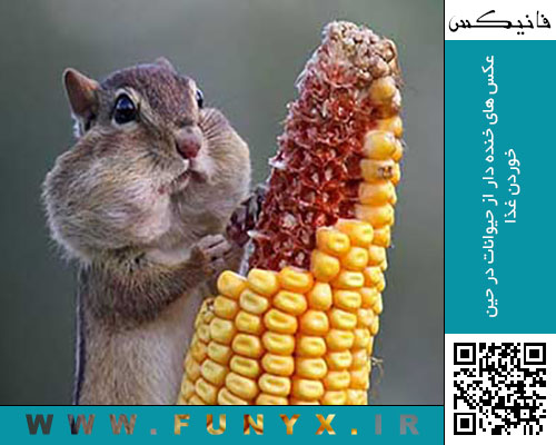 عکس های خنده دار از حیوانات در حین خوردن غذا