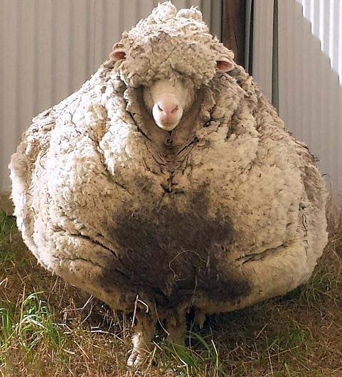 پشمالوترین گوسفند جهان با بیش از 40 کیلوگرم پشم